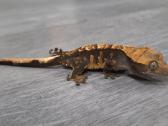 Crested gecko - nuotraukos Nr. 18