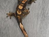 Crested gecko - nuotraukos Nr. 19