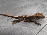 Crested gecko - nuotraukos Nr. 20