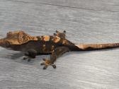 Crested gecko - nuotraukos Nr. 21