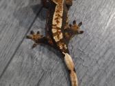 Crested gecko - nuotraukos Nr. 22