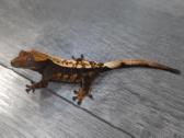 Crested gecko - nuotraukos Nr. 23