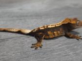 Crested gecko - nuotraukos Nr. 24