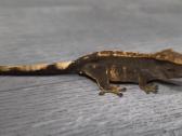 Crested gecko - nuotraukos Nr. 25