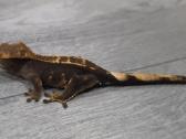 Crested gecko - nuotraukos Nr. 26