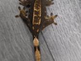 Crested gecko - nuotraukos Nr. 27