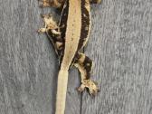 Crested gecko Lilly white