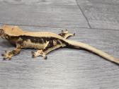 Crested gecko Lilly white - nuotraukos Nr. 2