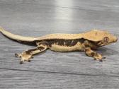 Crested gecko Lilly white - nuotraukos Nr. 3