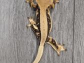 Crested gecko Lilly white - nuotraukos Nr. 4