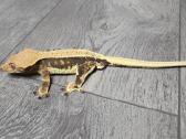 Crested gecko Lilly white - nuotraukos Nr. 5
