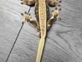 Crested gecko Lilly white - nuotraukos Nr. 6