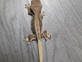 Crested gecko Lilly white - nuotraukos Nr. 7