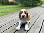 Valų Springerspanielių šuniukai - nuotraukos Nr. 3
