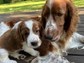 Valų Springerspanielių šuniukai - nuotraukos Nr. 4