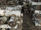 Shiitake grybų rąsteliai (2025 metų) - nuotraukos Nr. 3