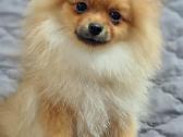 Pomeranian - nuotraukos Nr. 2