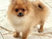Pomeranian