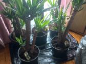 Geles yucca