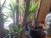Geles yucca - nuotraukos Nr. 2