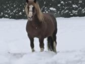 Lietuvos sunkiųjų arklių veislės eržilas. - nuotraukos Nr. 6