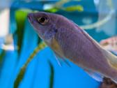 Pundamilia nyererei, Acei, yellow, firefish - nuotraukos Nr. 3