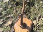 Ragai, medžioklės trofėjai - nuotraukos Nr. 9