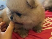 Vokiečių nykštukinis špicas kergimui - nuotraukos Nr. 12