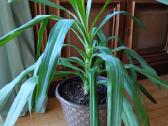 Kambarinė gėlė palmė