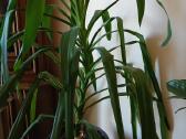 Kambarinė gėlė palmė - nuotraukos Nr. 3