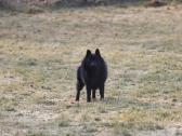 Poruojamas/kergimui Šiperkės (Schipperke) patinas