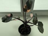 Philodendron pink pricess - nuotraukos Nr. 3
