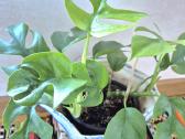Kambarinė gėlė"monstera-tetrasperma". - nuotraukos Nr. 4