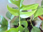 Kambarinė gėlė"monstera-tetrasperma". - nuotraukos Nr. 5