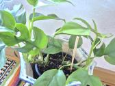 Kambarinė gėlė"monstera-tetrasperma". - nuotraukos Nr. 6