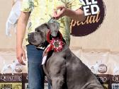 Cane Corso šuniukai su kilmės dokumentais - nuotraukos Nr. 7