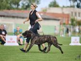 Cane Corso šuniukai su kilmės dokumentais - nuotraukos Nr. 9
