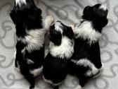 Byver (Bywer) Biever Terrier Berniukai - nuotraukos Nr. 15