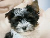Byver (Bywer) Biever Terrier Berniukai - nuotraukos Nr. 28