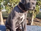 Cane Corso šuniukai su Ksu/fci dokumentais