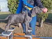 Cane Corso šuniukai su Ksu/fci dokumentais - nuotraukos Nr. 2