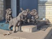Cane Corso šuniukai su Ksu/fci dokumentais - nuotraukos Nr. 3