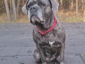 Cane Corso šuniukai su Ksu/fci dokumentais - nuotraukos Nr. 4