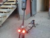 Elektrinis paspirtukas kugoo M4 Pro - nuotraukos Nr. 4