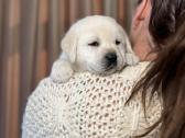 Kilmingi labradoro retriveriai - nuotraukos Nr. 26