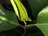 Fikusas