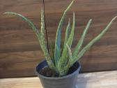 Aloe vera alijošius, alavijas
