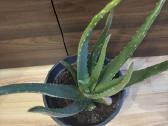 Aloe vera alijošius, alavijas - nuotraukos Nr. 2