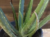 Aloe vera alijošius, alavijas - nuotraukos Nr. 3