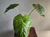 Alocasia gageana aurea